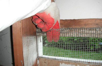 Rodent or Rats Control — Pestonics